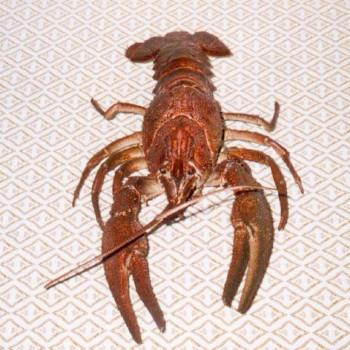 Museo zoologico degli invertebrati Lauretana Carbone